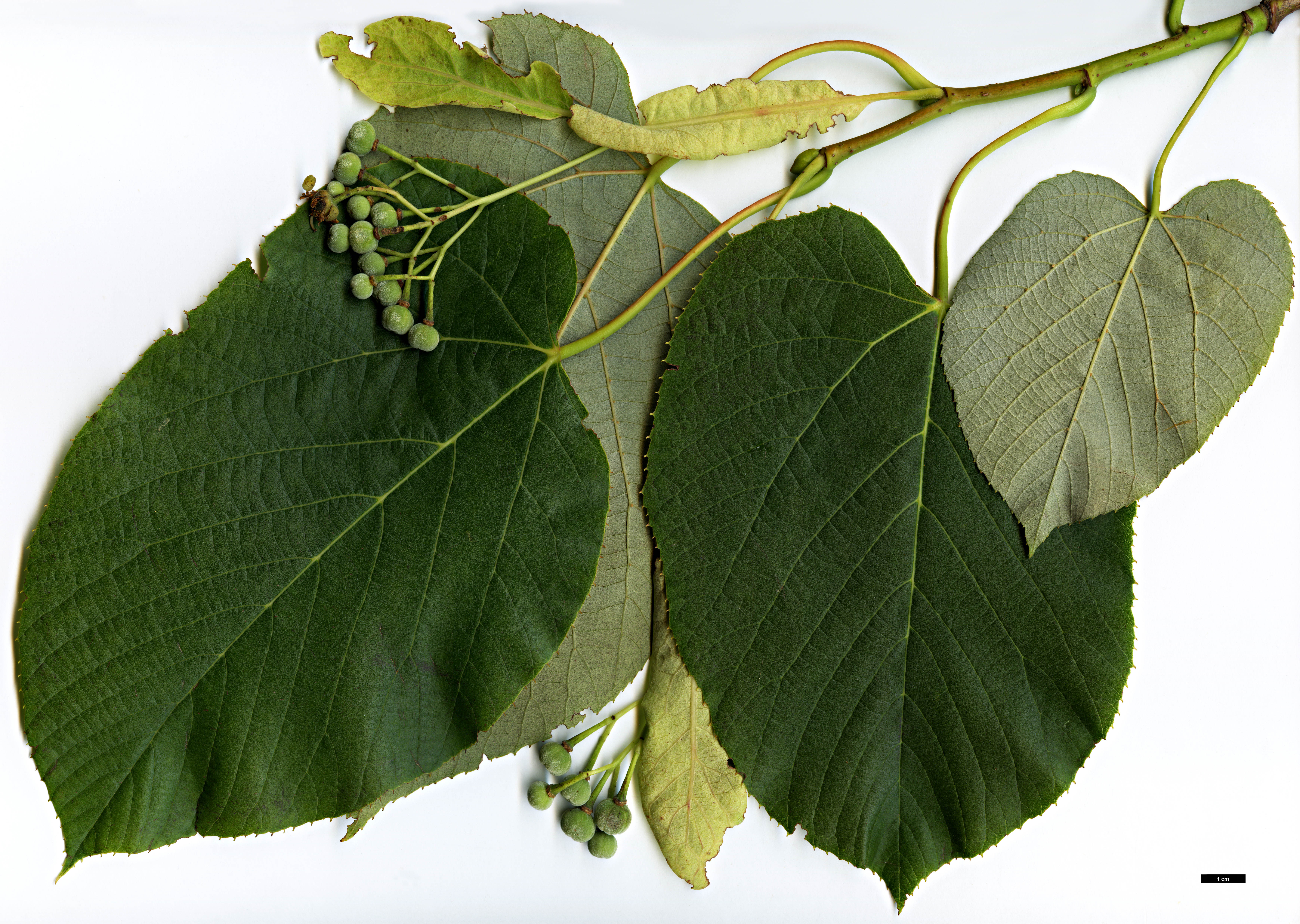 High resolution image: Family: Malvaceae - Genus: Tilia - Taxon: caroliniana - SpeciesSub: subsp. heterophylla